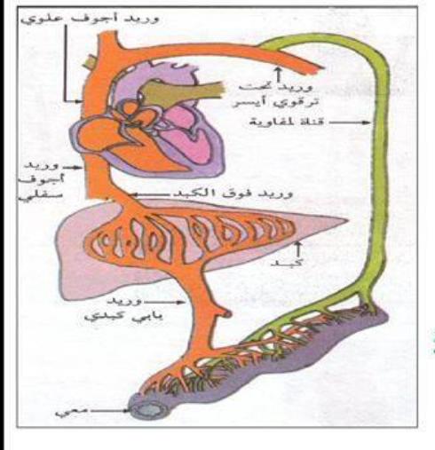 الملخص طريقا الأمتصاص